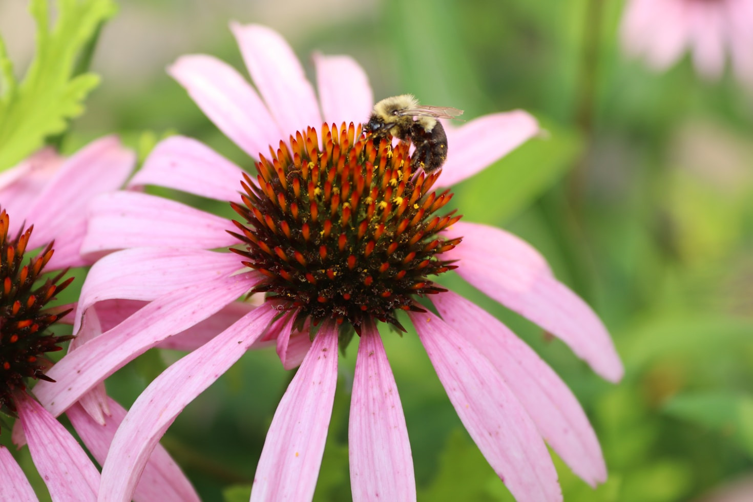 Top Native Pollinators in Solano County