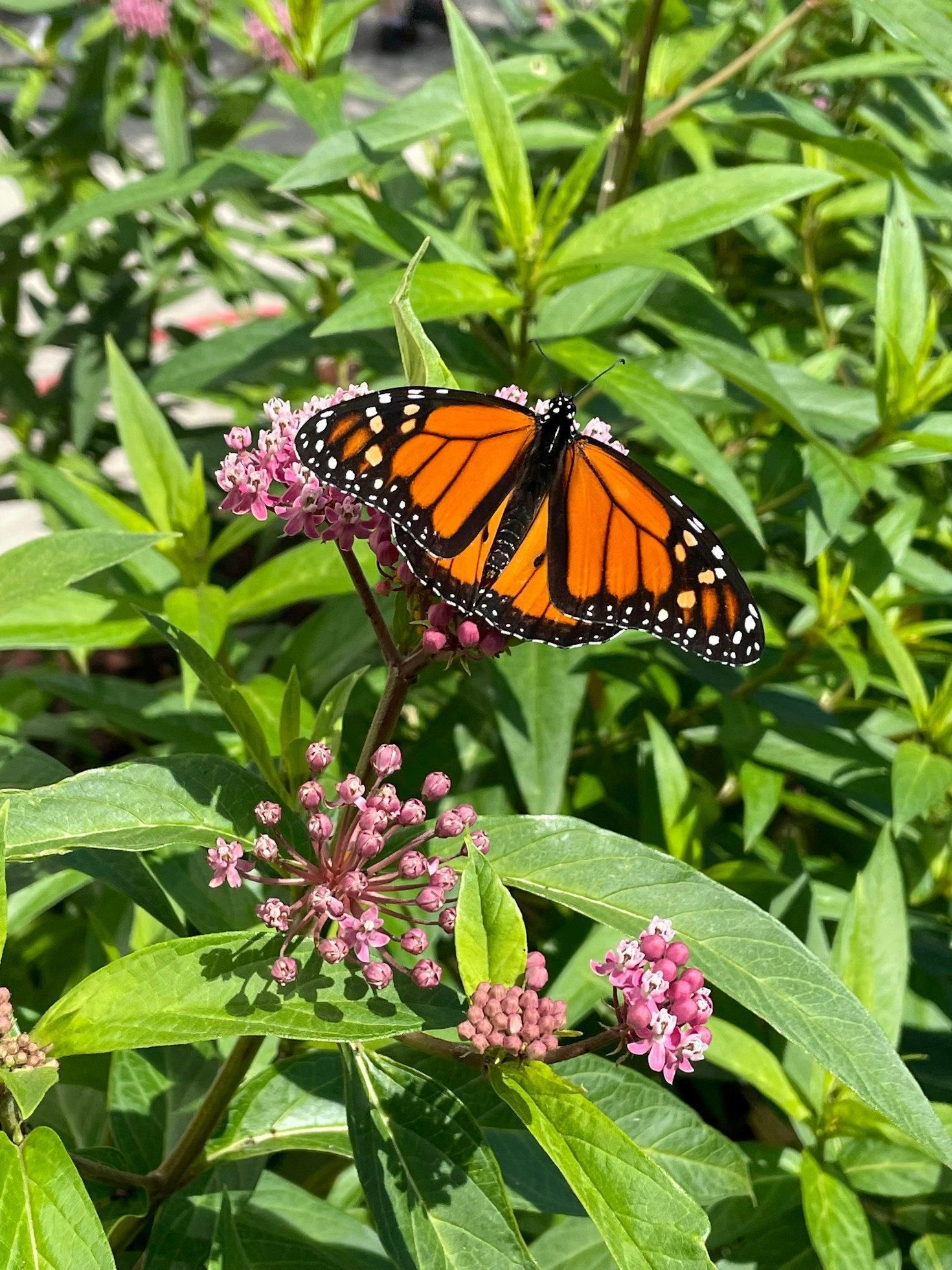 How Seasons Affect Pollinator Activity