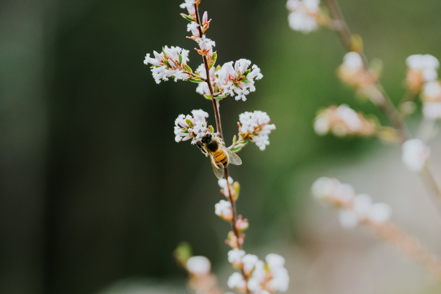 The Importance of Native Plants in Solano