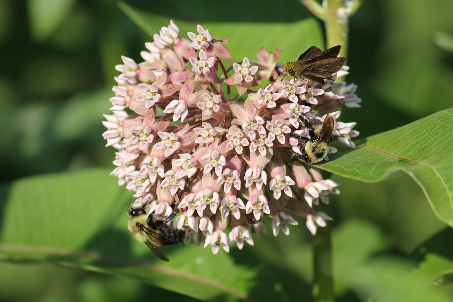 Ecological Balance: A Pollinator’s Perspective